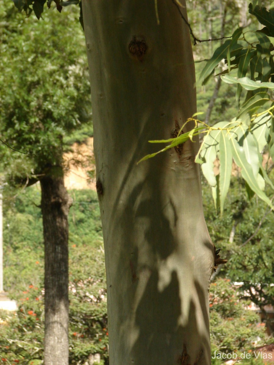 Corymbia maculata (Hook.) K.D.Hill & L.A.S.Johnson